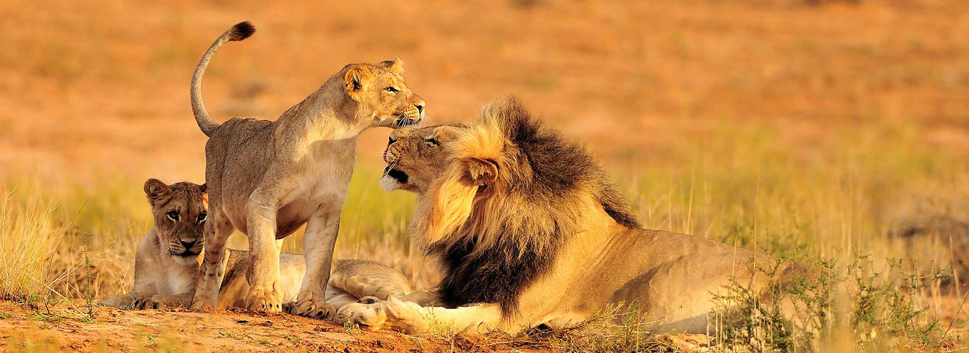Africa